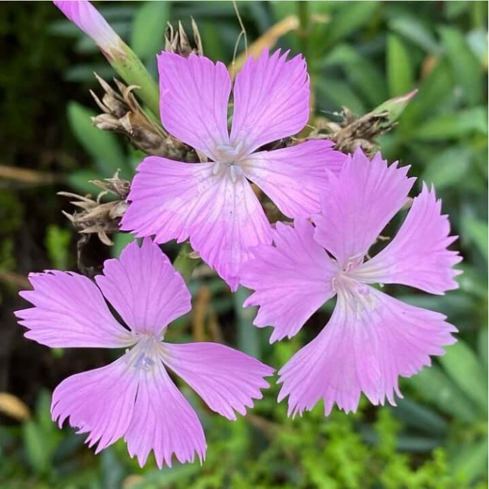 Dianthus rupicola
